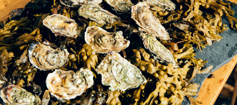 TTI_Galway_Oysters_900x400.jpg