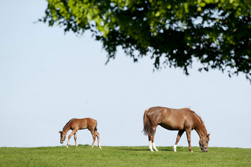 A mother horse and her foal at the Irish National Stud