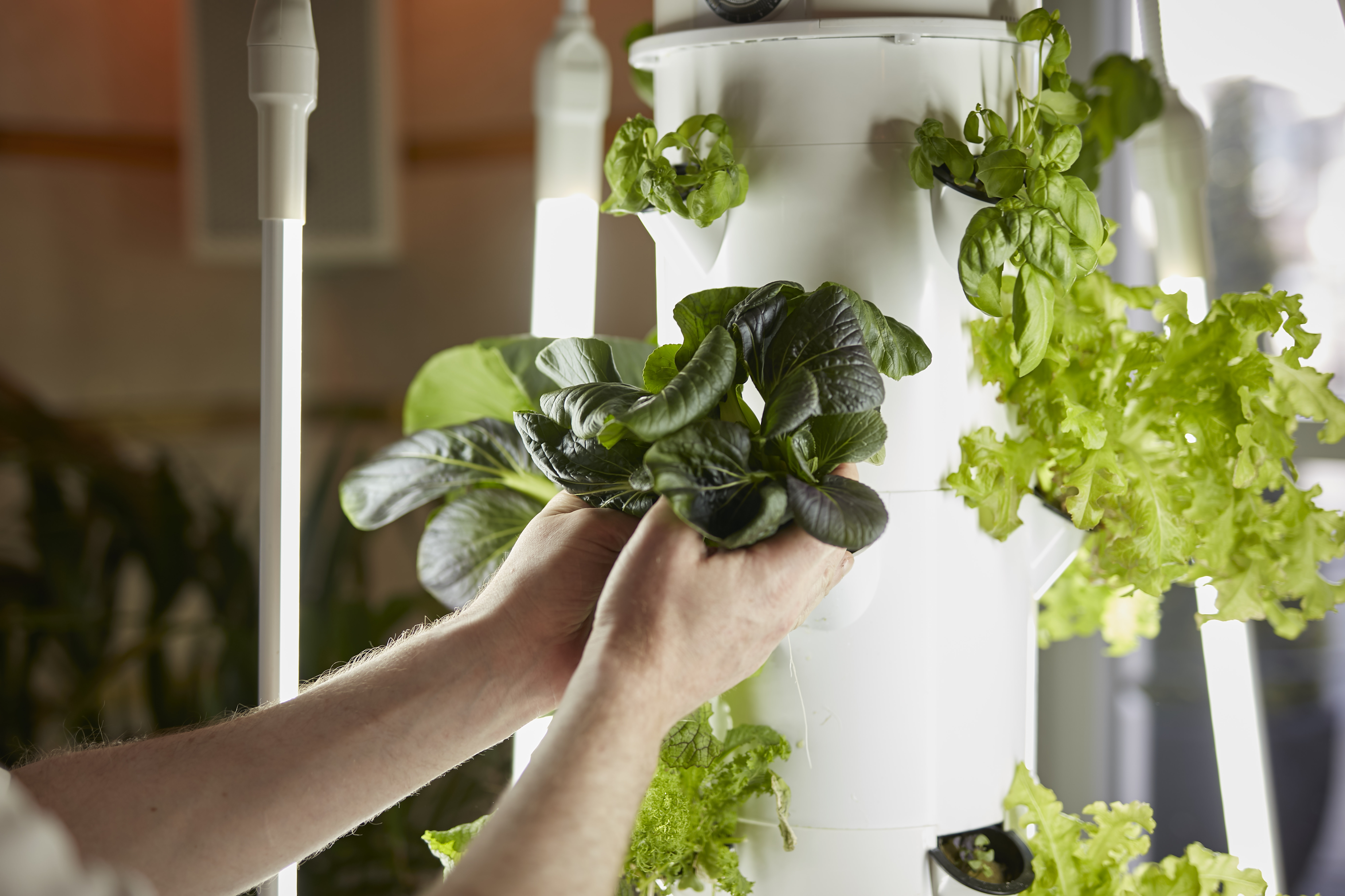 A greener future in Kerry with the launch of the Killarney Urban Farm