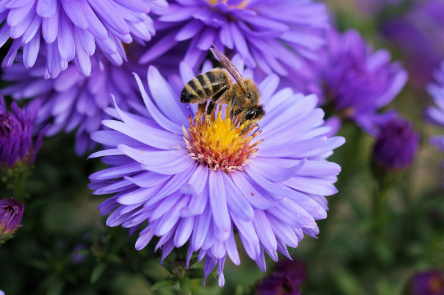 A bee on a purple flower