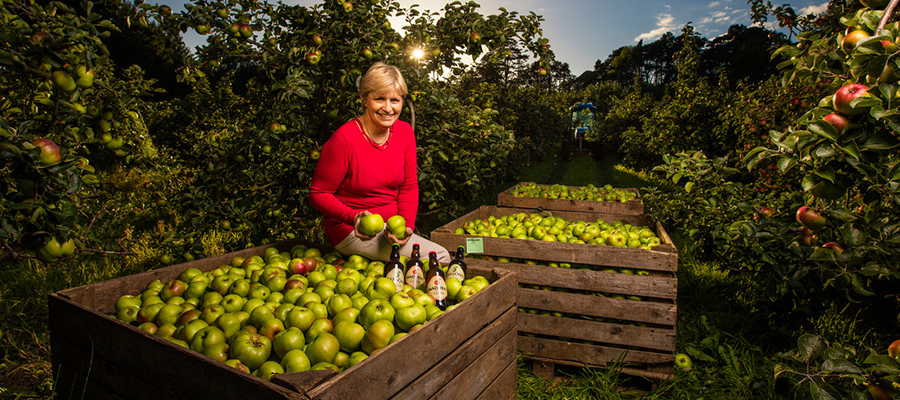 Bramley apples being harvested in County Armagh