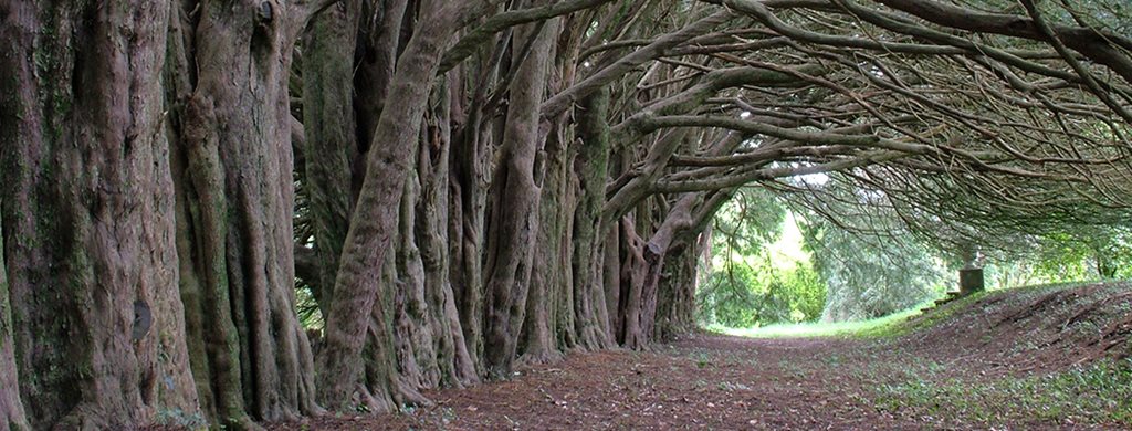 Yew Trees in Huntington Castle, Clonegal, Co. Carlow