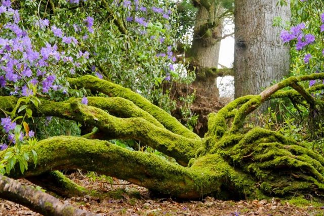 A large tree's roots and purple flowers at Kilruddery Estate
