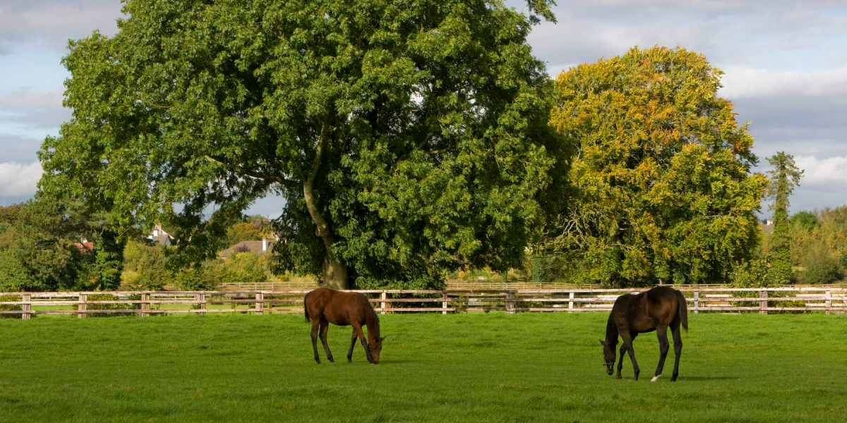 Two horses standing in a field surrounded by a fence.