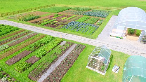Vegtable patches and polytunnels