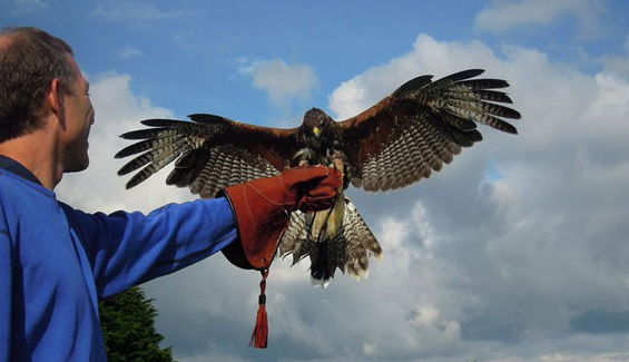 Handling a Falcon in Killarney Falconry in Co. Kerry