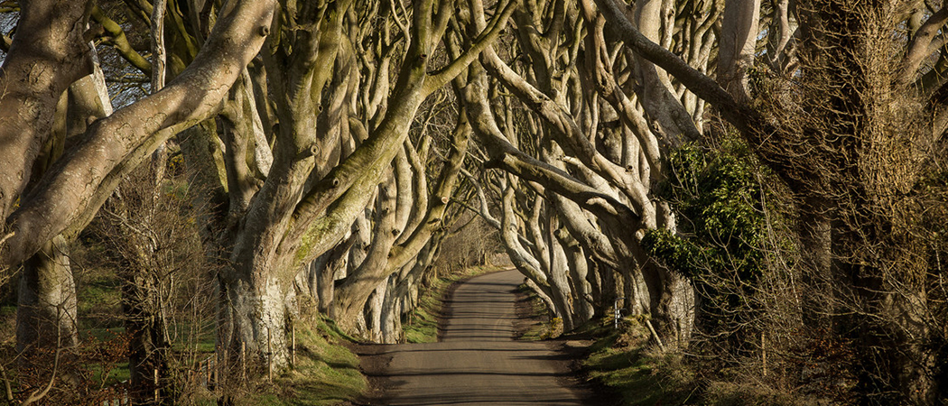 The famous Dark Hedges in County Antrim